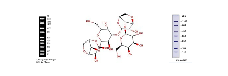 Electrophoresis Reagents