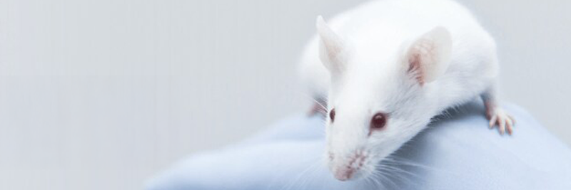 Animal Research Products