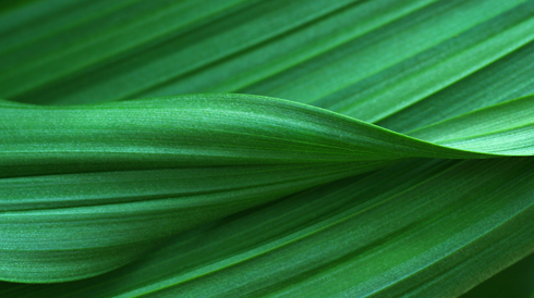 Greener Choice Program