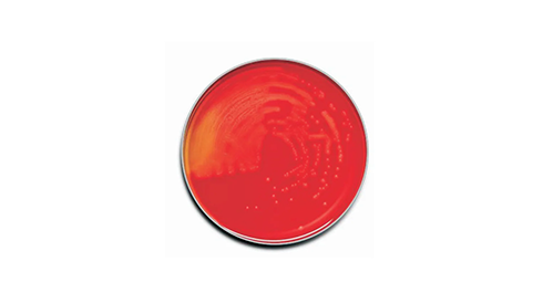 Prepared Microbiology Media