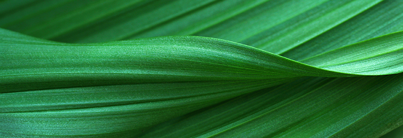 Greener Choice Program